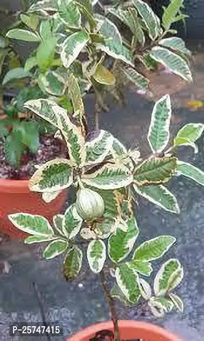 Guava Plant-thumb4