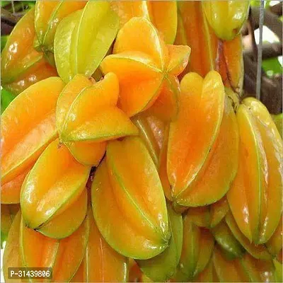 Natural Star Fruit Carambola Grafted Plant