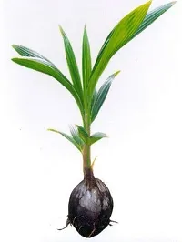 Natural Coconut Plant-thumb4