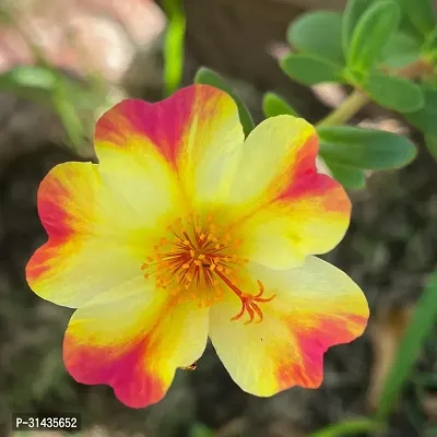 Natural Portulaca Plant-thumb0