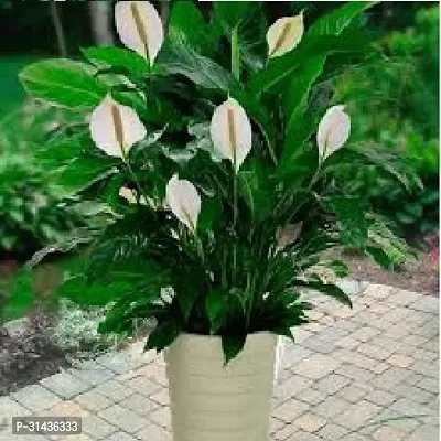 Natural Peace Lily Plant-thumb0