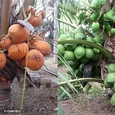 Natural Coconut Plant