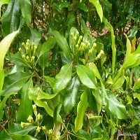Natural Clove Plant-thumb1