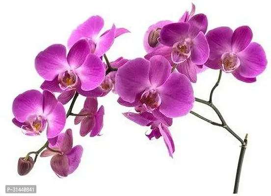 Natural Orchid Plant