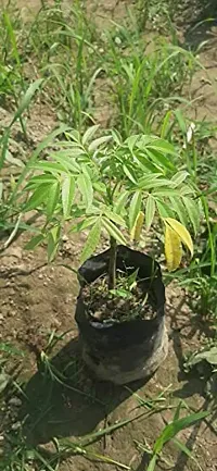 Natural Amra Plant-thumb3