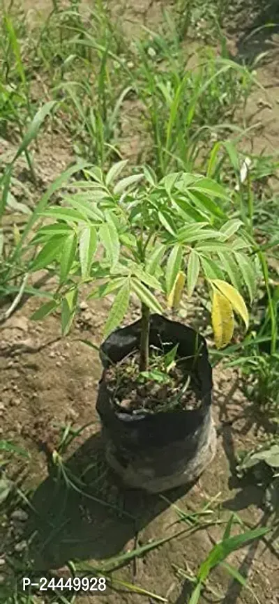 Natural Amra Plant-thumb4