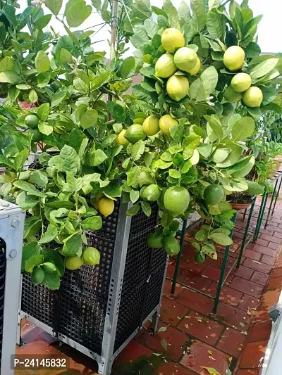 Lemon Plant