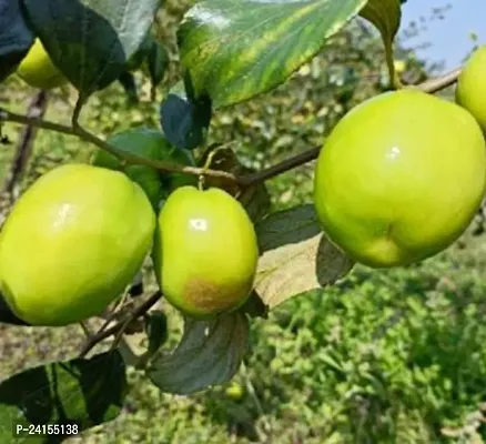 Ber Apple Plant