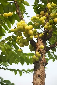 Natural Amla Plant-thumb3