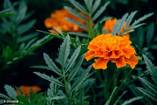 Marigold Plant