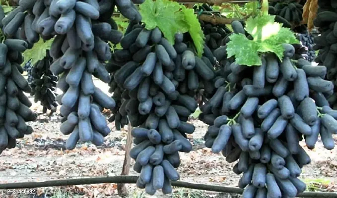 Natural Grapes Plant