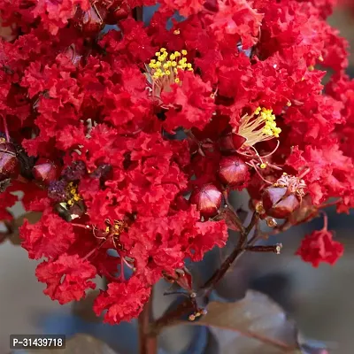 Natural Chrysanthemums/ Guldavari Plant-thumb2