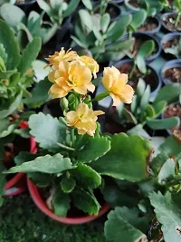 Natural Kalanchoe Plant-thumb2