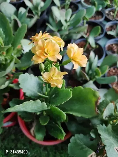 Natural Kalanchoe Plant-thumb3