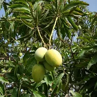 Natural Mango Plant-thumb1