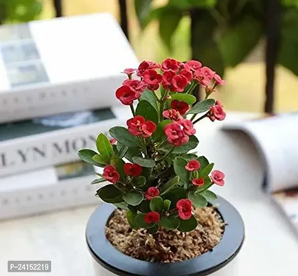 Euphorbia Plant-thumb0