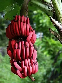 Natural Banana Plant-thumb2