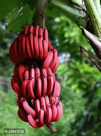 Natural Banana Plant-thumb3