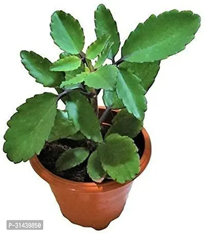 Natural Bryophyllum Pinnatum/Patharchatta Plant-thumb0