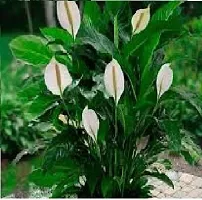 Natural Peace Lily Plant-thumb2