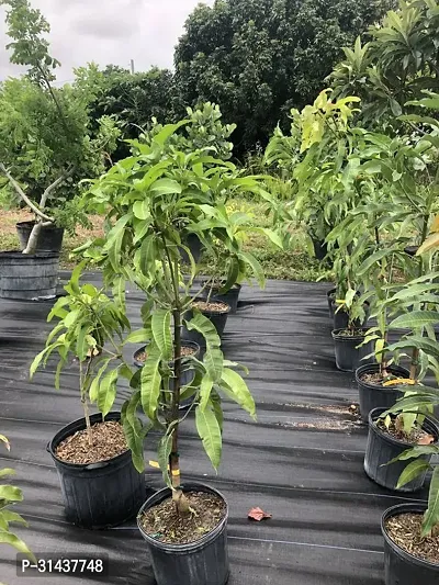 Natural Mango Plant