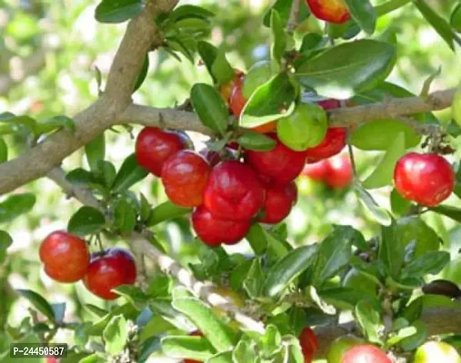Natural Cherry Fruit Plant