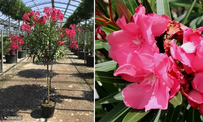 Natural Oleander Plant