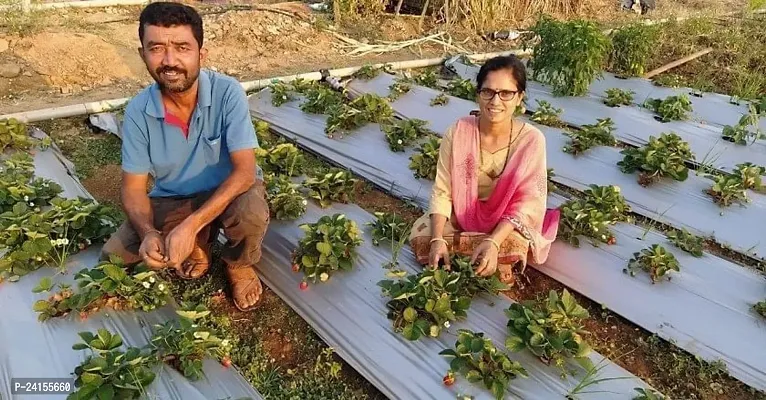 Strawberry Plant