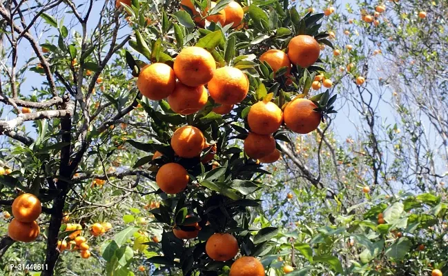 Natural Orange Plant-thumb2