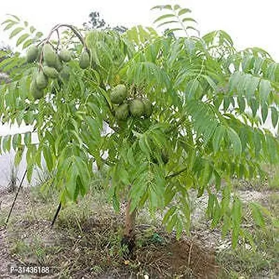 Natural Amra Plant