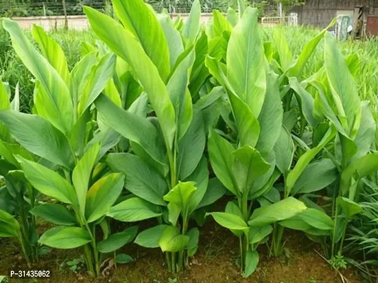 Natural Turmeric Plant-thumb2