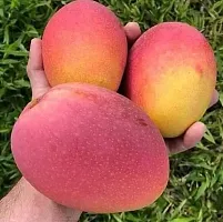 Natural Mango Plant-thumb1