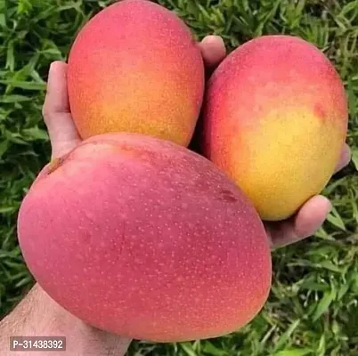 Natural Mango Plant-thumb2