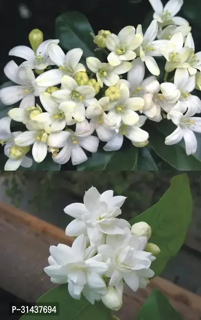 Natural Madhu Kamini Plant-thumb2