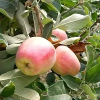 Natural Apple Plant-thumb3