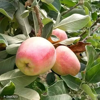 Natural Apple Plant-thumb4