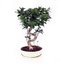 Natural Ficus Plant-thumb1