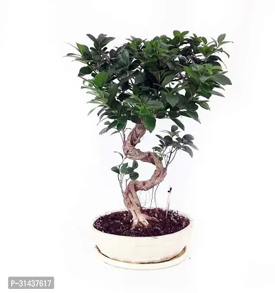 Natural Ficus Plant-thumb2