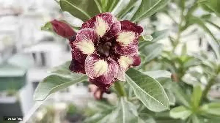Adenium Plant