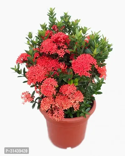 Natural Trothic Ixora/Chethi Plant-thumb0