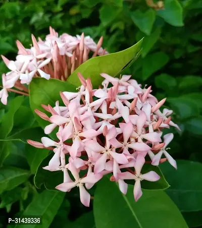 Natural Trothic Ixora/Chethi Plant-thumb0