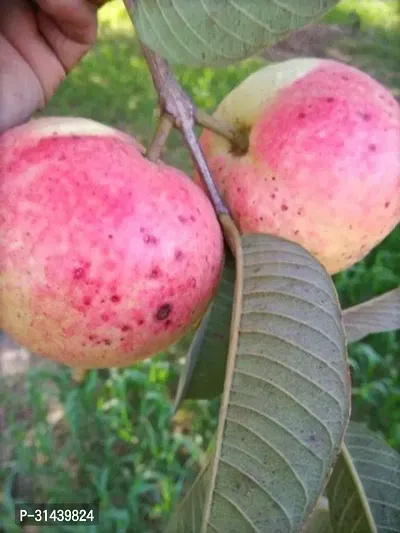 Natural Guava Plant-thumb0