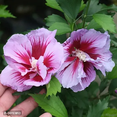 Hibiscus Plant