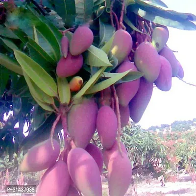 Natural Mango Plant