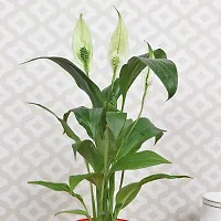 Natural Peace Lily Plant With Pot-thumb1