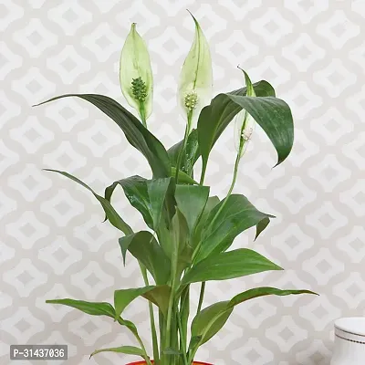 Natural Peace Lily Plant With Pot-thumb2