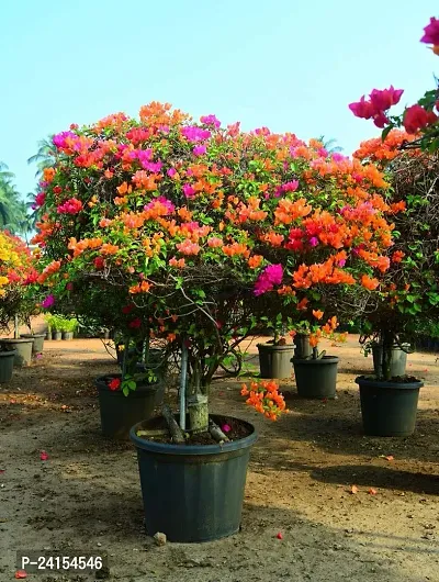 Bougainvillea Plant