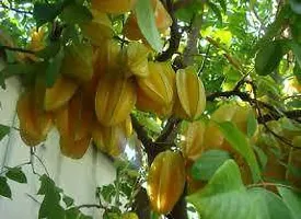 Natural Star Fruit Carambola Grafted Plant-thumb2