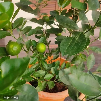 Lemon Plant-thumb0