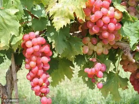 Natural Grapes Plant